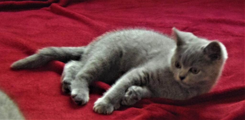 BKH Kitten Blau - Katzen - Neustrelitz