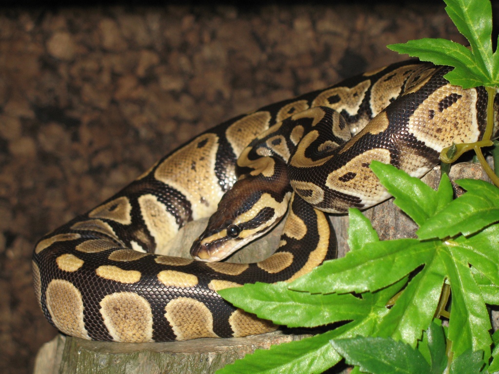 KÖNIGSPYTHON zu verkaufen - Königs Python (python regius) - Tierboersen - Herford