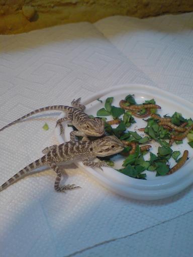 Bartagamen Babys abzugeben - Reptilien - Wachtendonk
