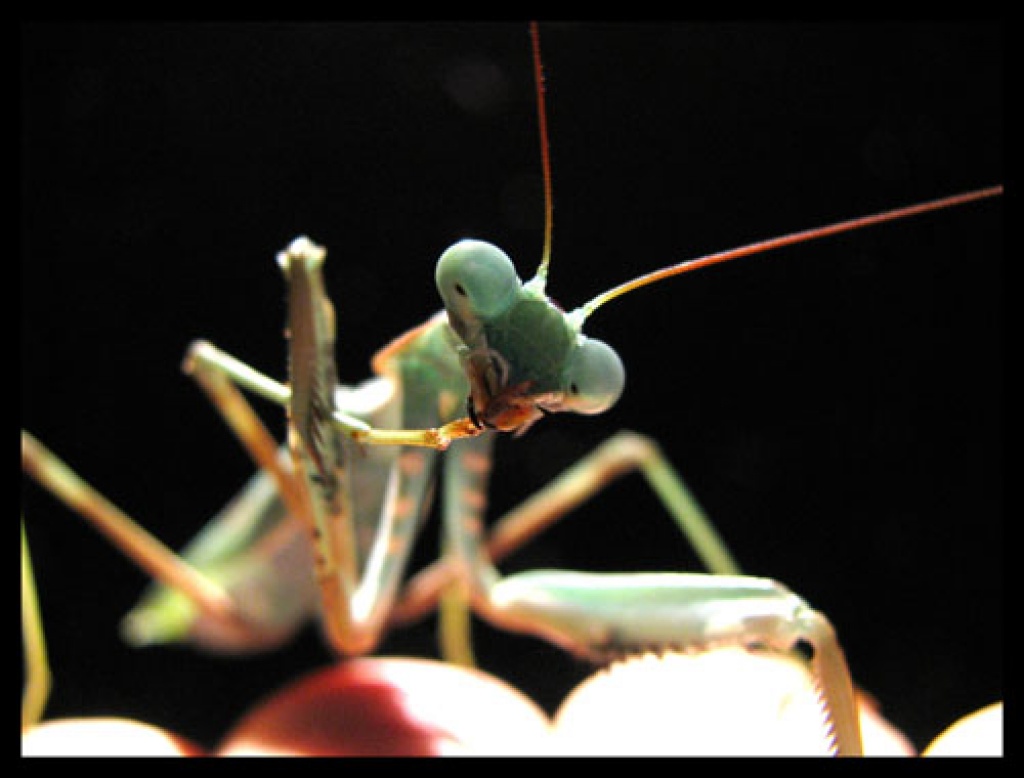 Mantis - Sphodromantis viridis - Insekten - Leipzig