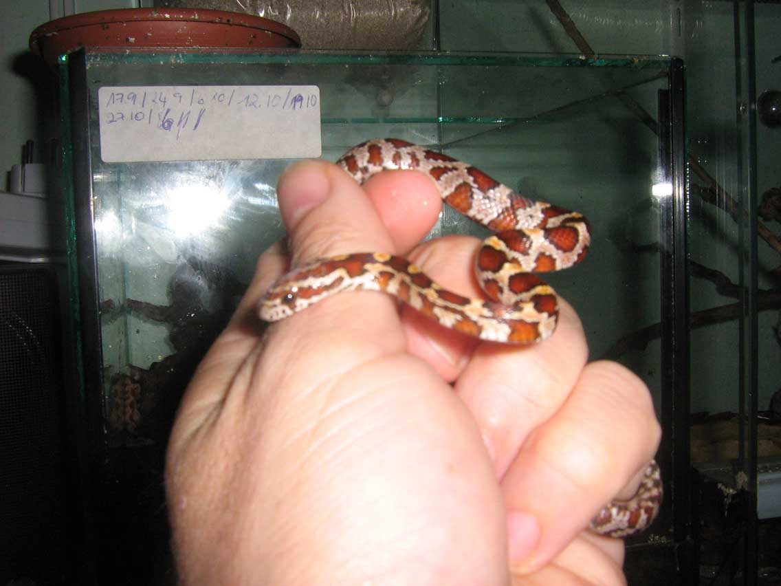 Kornnatterbabys abzugeben - Reptilien - Wuppertal