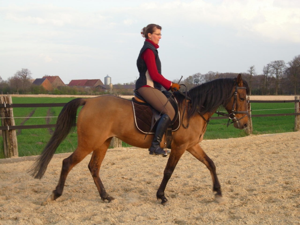 Suche Reitbeteiligung / Pflegepferd - Pferde - Münster