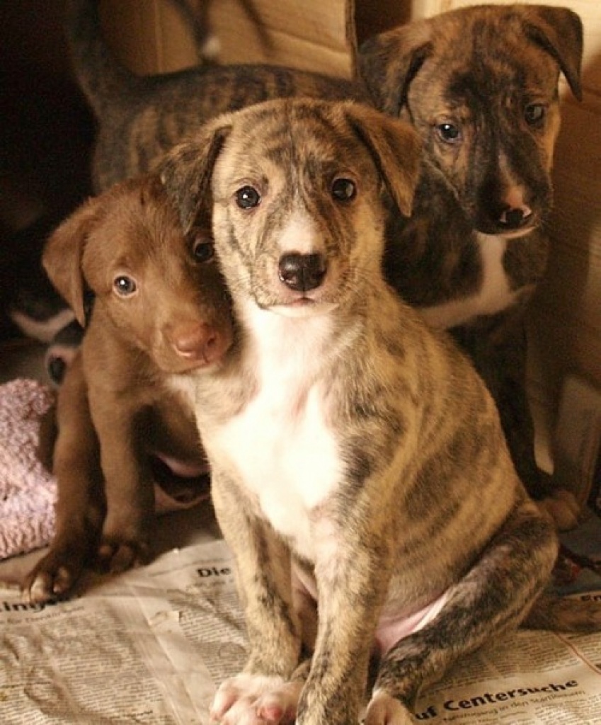 Wunderschöne Windhund-Mischlingswelpen abzugeben - Hunde - Geltendorf