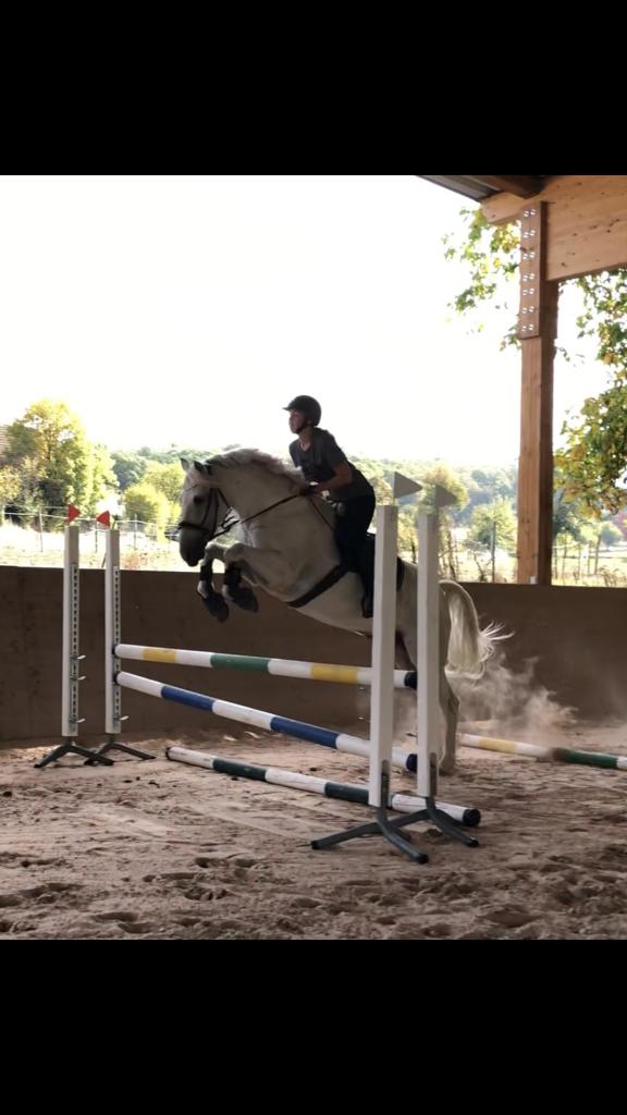 Ambitionierte Reiterin sucht Reitbeteiligung - Pferde - Niedernhall