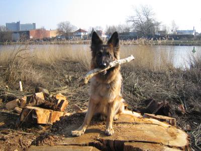 Liebe Schäferhündin sucht neues Zuhause - Hunde - Südermarsch