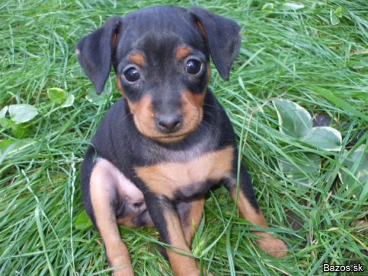 Reinrassige Zwergpinscherwelpen zu Verkaufen - Hunde - Nürnberg