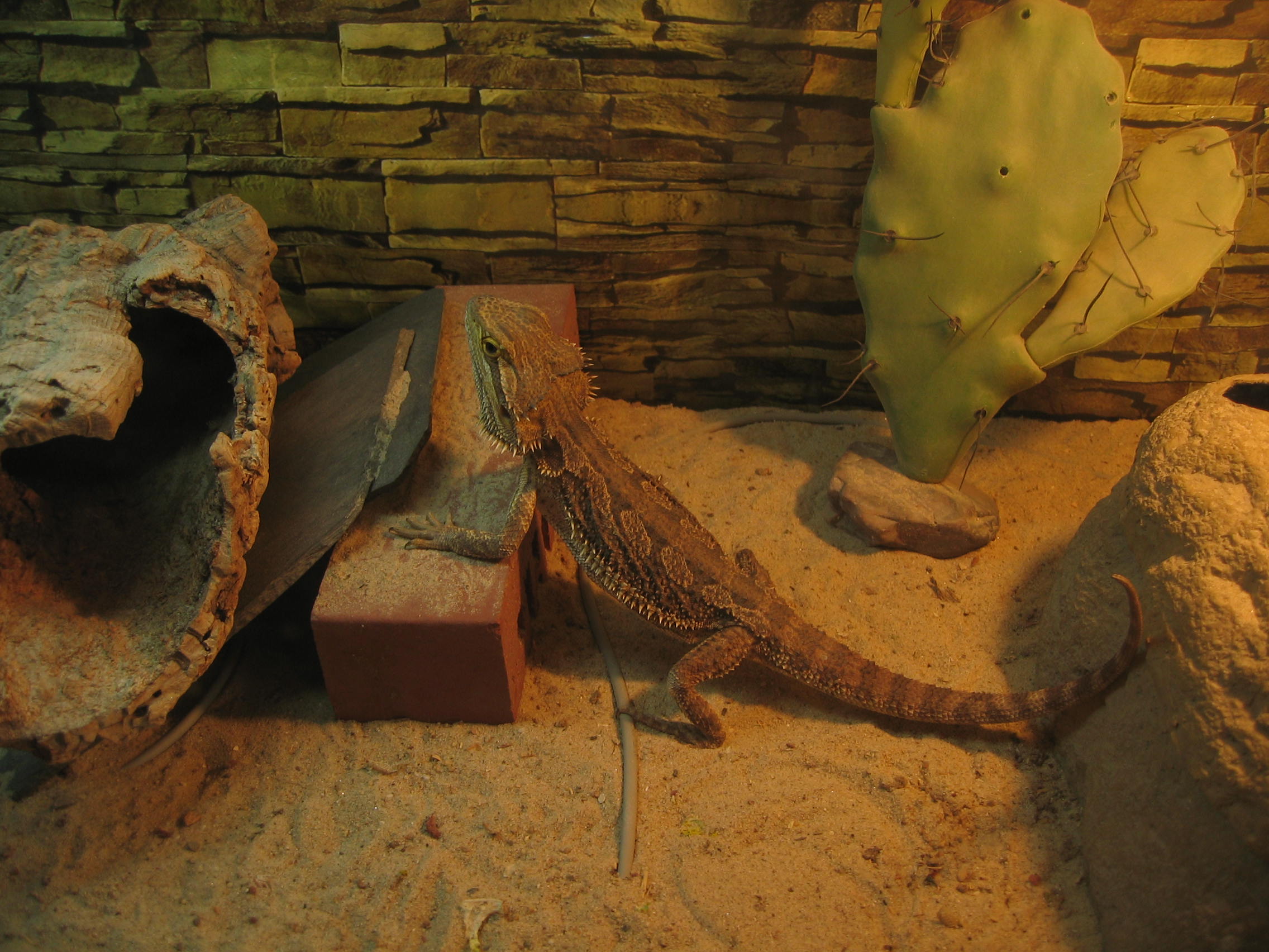 Bartagame inklusive großem Terrarium und viel Zubehör zu verkaufen - Reptilien - Haan
