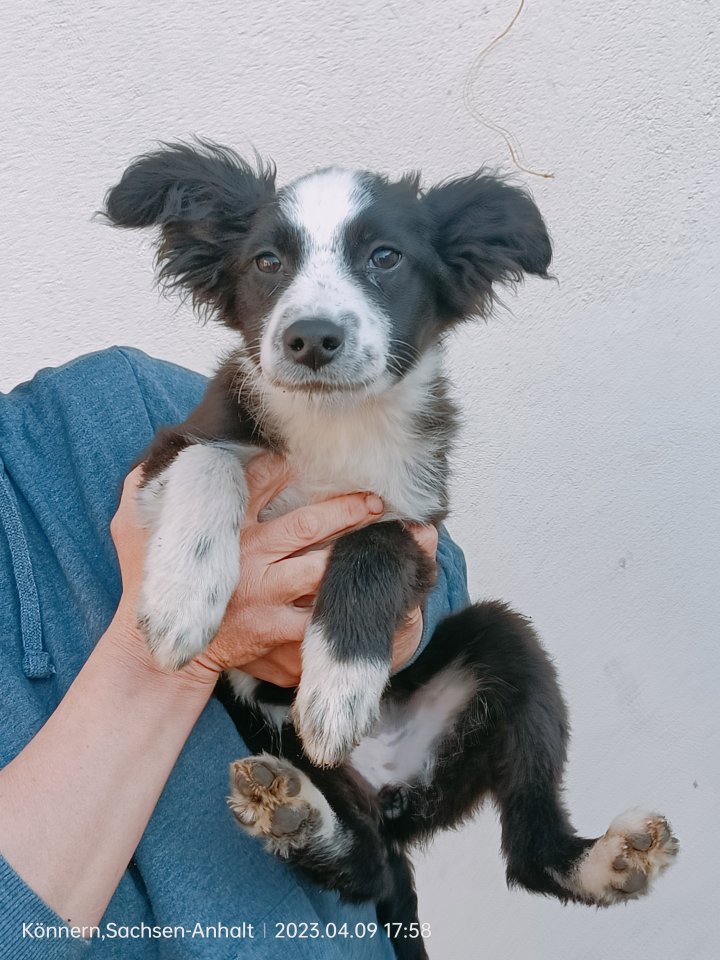 Australian Shepherd Welpen - Hunde - Könnern