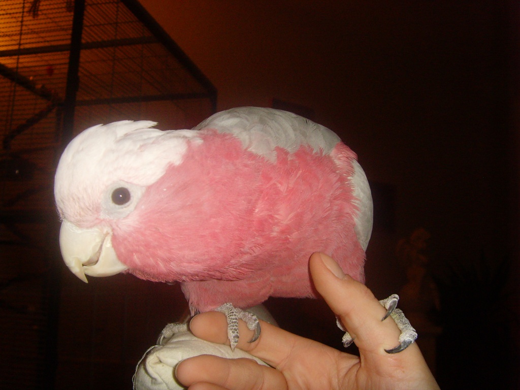 Verkaufe 1.0 handzahmen Rosakakadu - Voegel - Fürstenwalde Spree