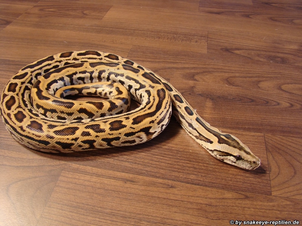 Labyrinth Tigerpython (w) zu verkaufen - Reptilien - Oldenburg
