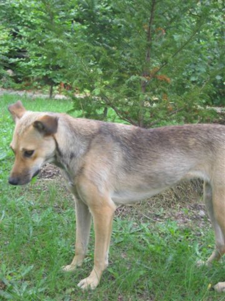 Nina sucht Kuschelkörbchen!!! - Hunde - Nürnberg