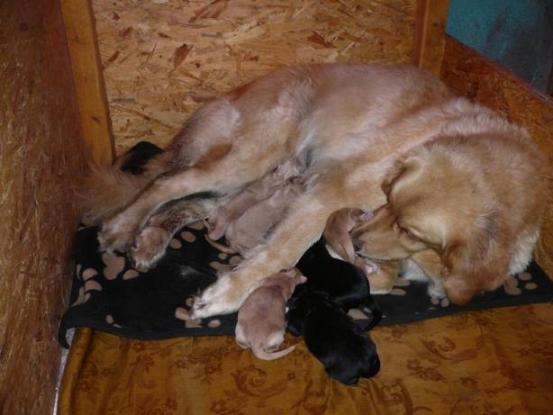 Hovawar/Hovawartwelpen - Hunde - Rothenklempenow