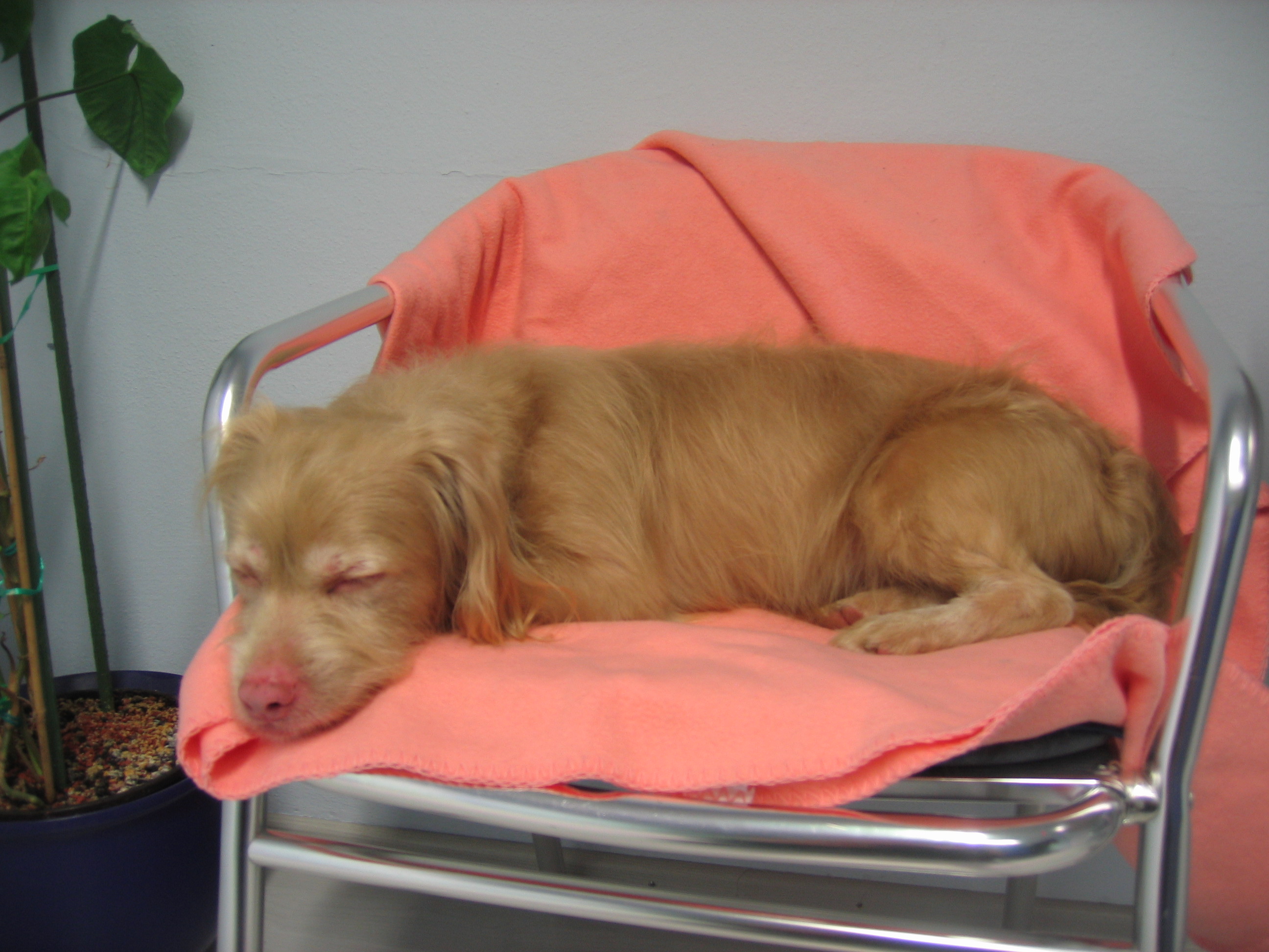 Lupo sucht ein liebevolles und sportliches Zuhause auf Lebzeit - Hunde - Neuburg an der Donau