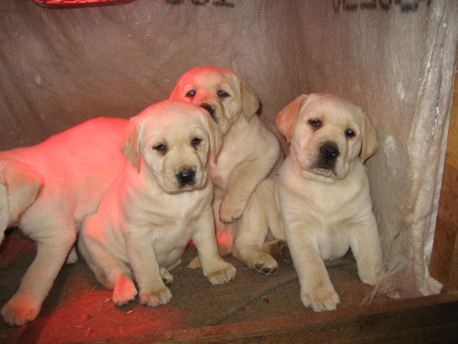 Reinrassige Blonde Labradorwelpen - Hunde - Oldisleben