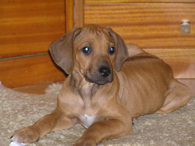 Rhodesian Ridgeback Welpen - Hunde - Pardubice, CZ