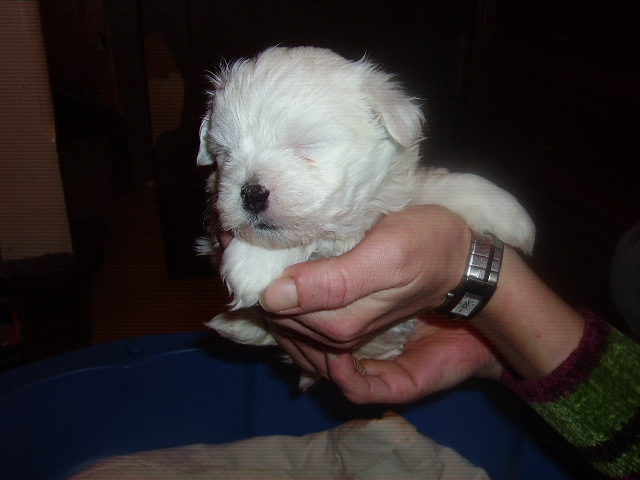 Shih-Tzu Maltesermixwelpen abzugeben - Hunde - Brandenburg an der Havel