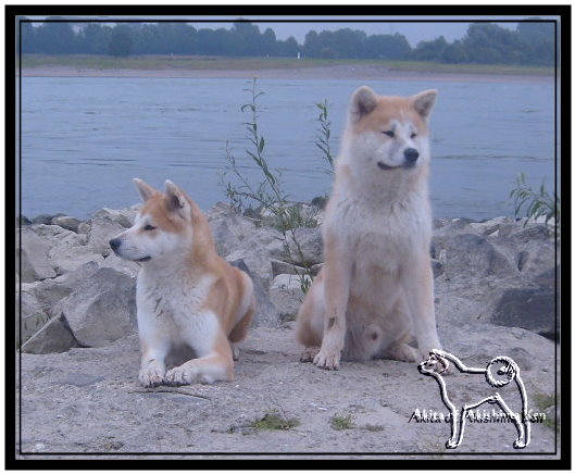 Akita Welpen erwartet - Hunde - Rommerskirchen