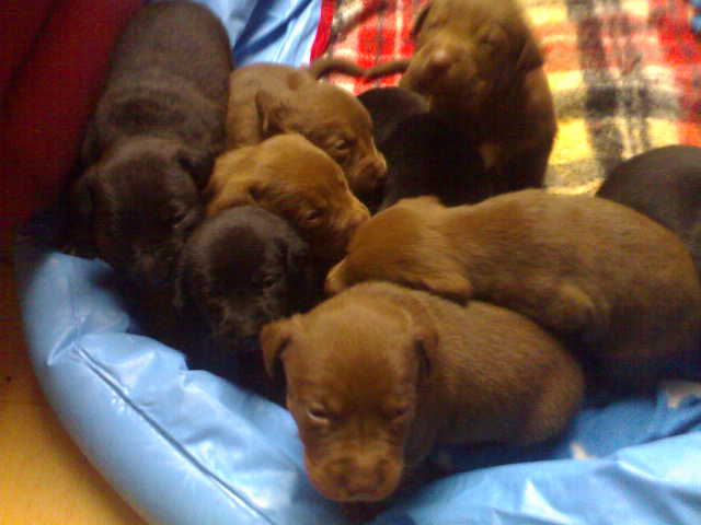 Süsse labrador-pittbull-babys - Hunde - Bernburg Saale