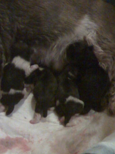 Mischlingswelpen - Hunde - Potsdam