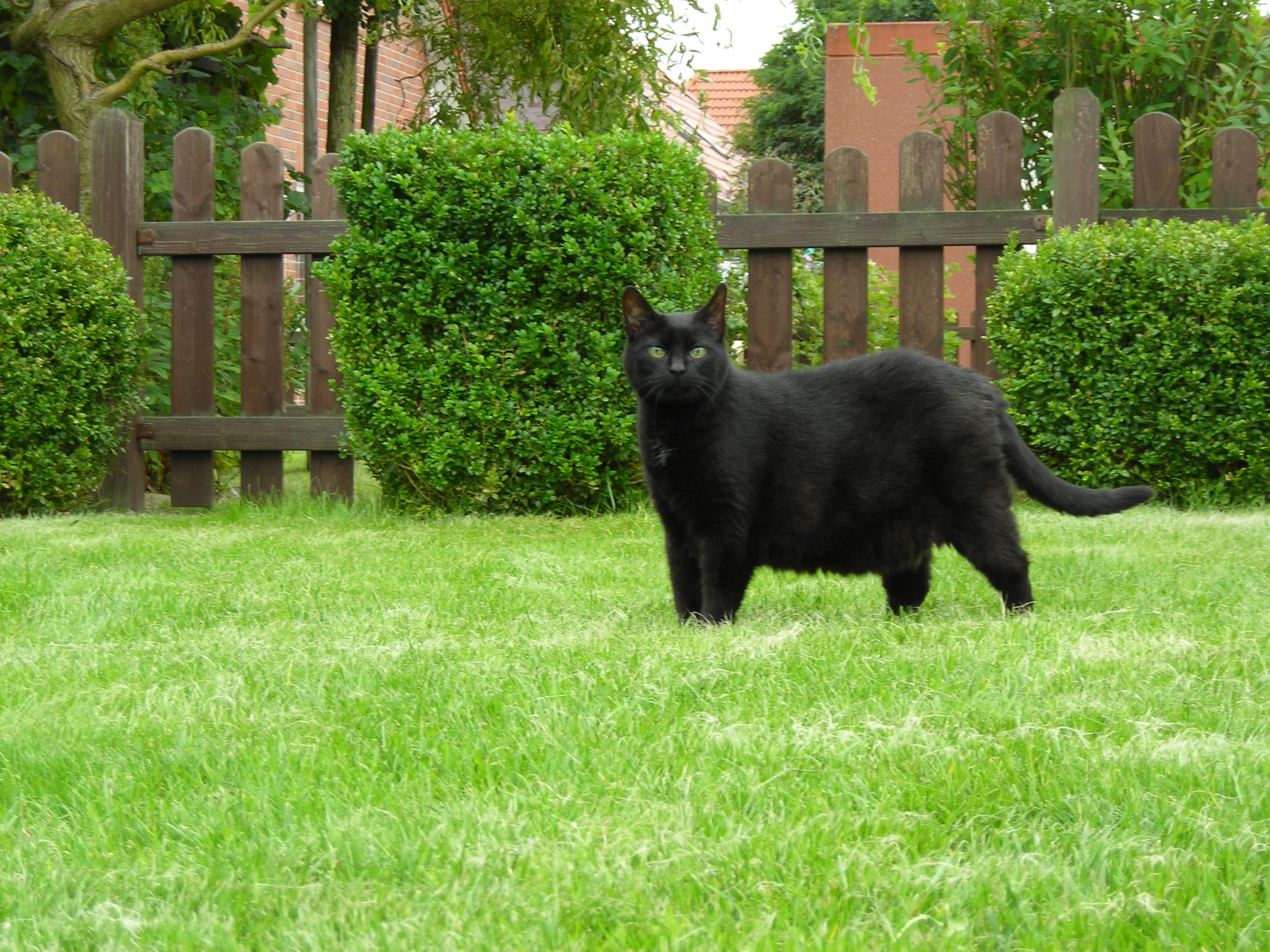 Liebevoller Stubentiger - Katzen - Uetze
