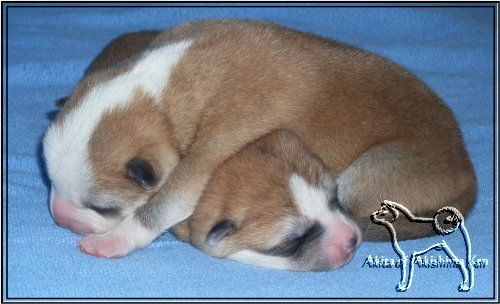 Akita Welpen geb. 24.12.2021 - Hunde - Rommerskirchen