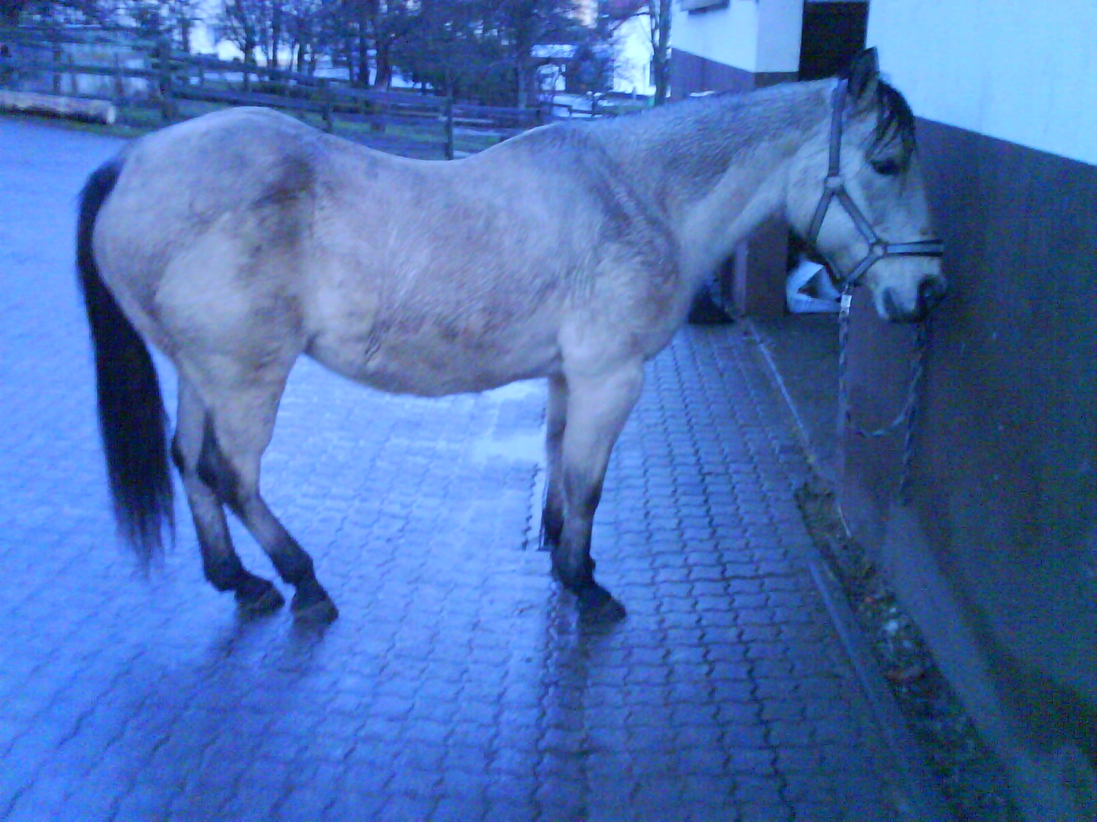 Quarter-Horse Stute zu verkaufen - Pferde - Roth