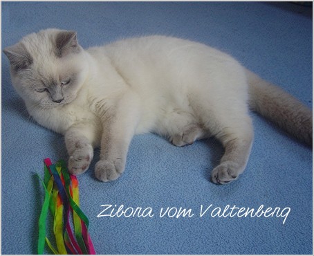 BKH Mädchen in lilac point - Katzen - Ringenhain