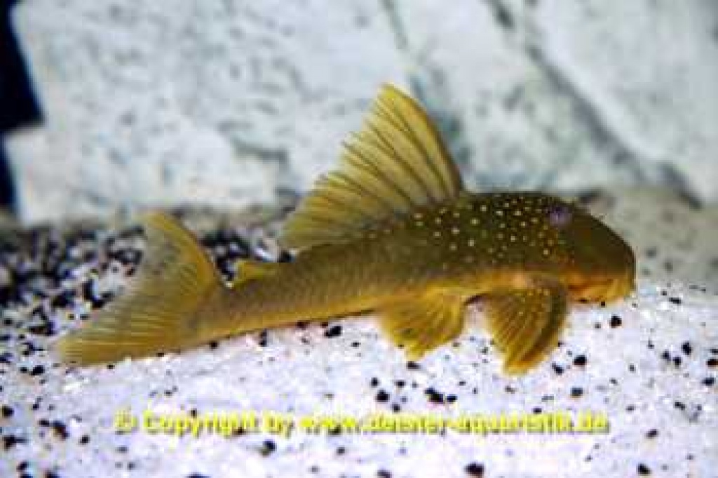 *** L200 Green Pleco WF *** - Fische - Barsinghausen
