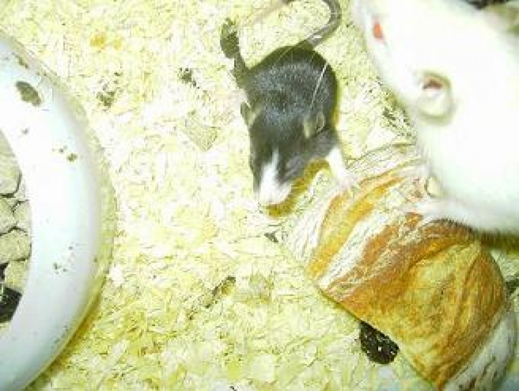 Rattenbabys suchen neues Zuhause!! - Nagetiere - Rosbach