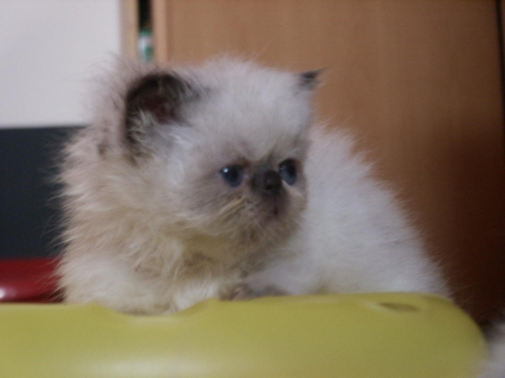 Colourpointkitten - Katzen - Marienberg