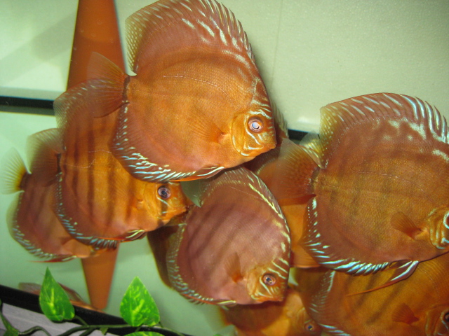 Diskus  alenquer      11 tiere - Fische - Brunsbek