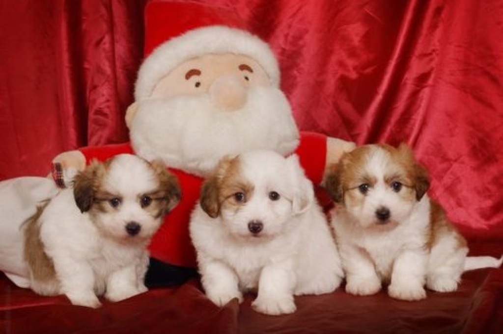 Coton de Tulear Babys EXCLUSIVE in BUNT SELTEN - Hunde - Neuhaus Schierschnitz