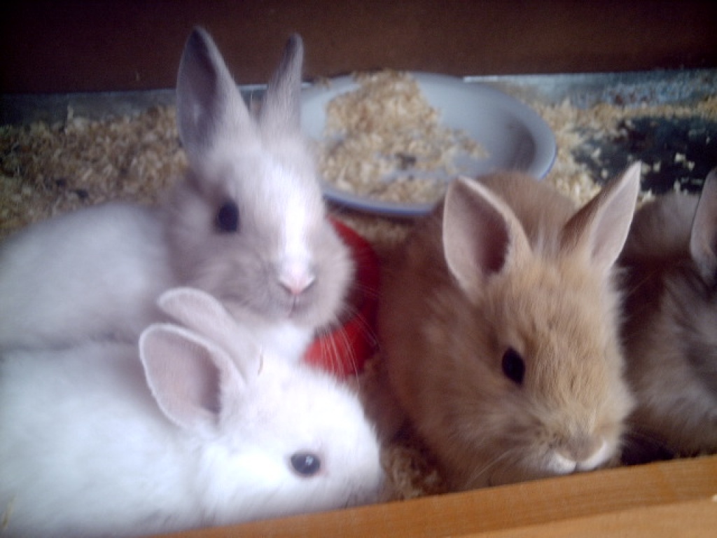 Löwenkopfkaninchen (4 stück) suchen liebe Besitzer - Nagetiere - Hörstel
