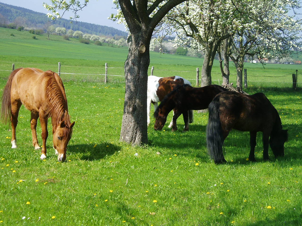 Reiterferien für Mädchen in Darlingerode/Harz - Pferde - Darlingerode