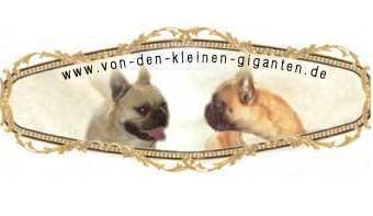 Französische Bulldogge  von den kleinen Giganten - Hunde - Wurzen
