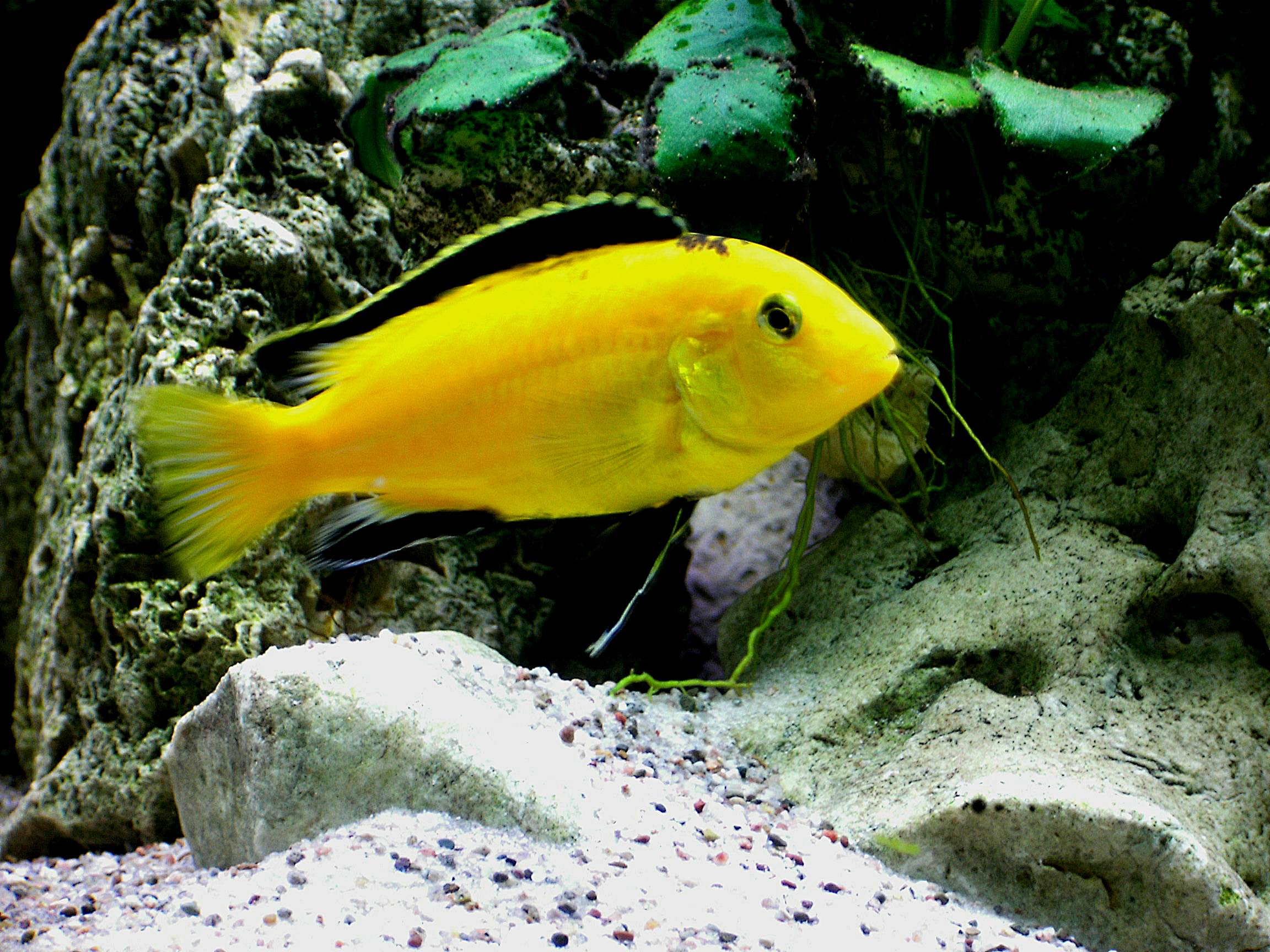 Labidochromis yellow Gruppe - Fische - Tettnang