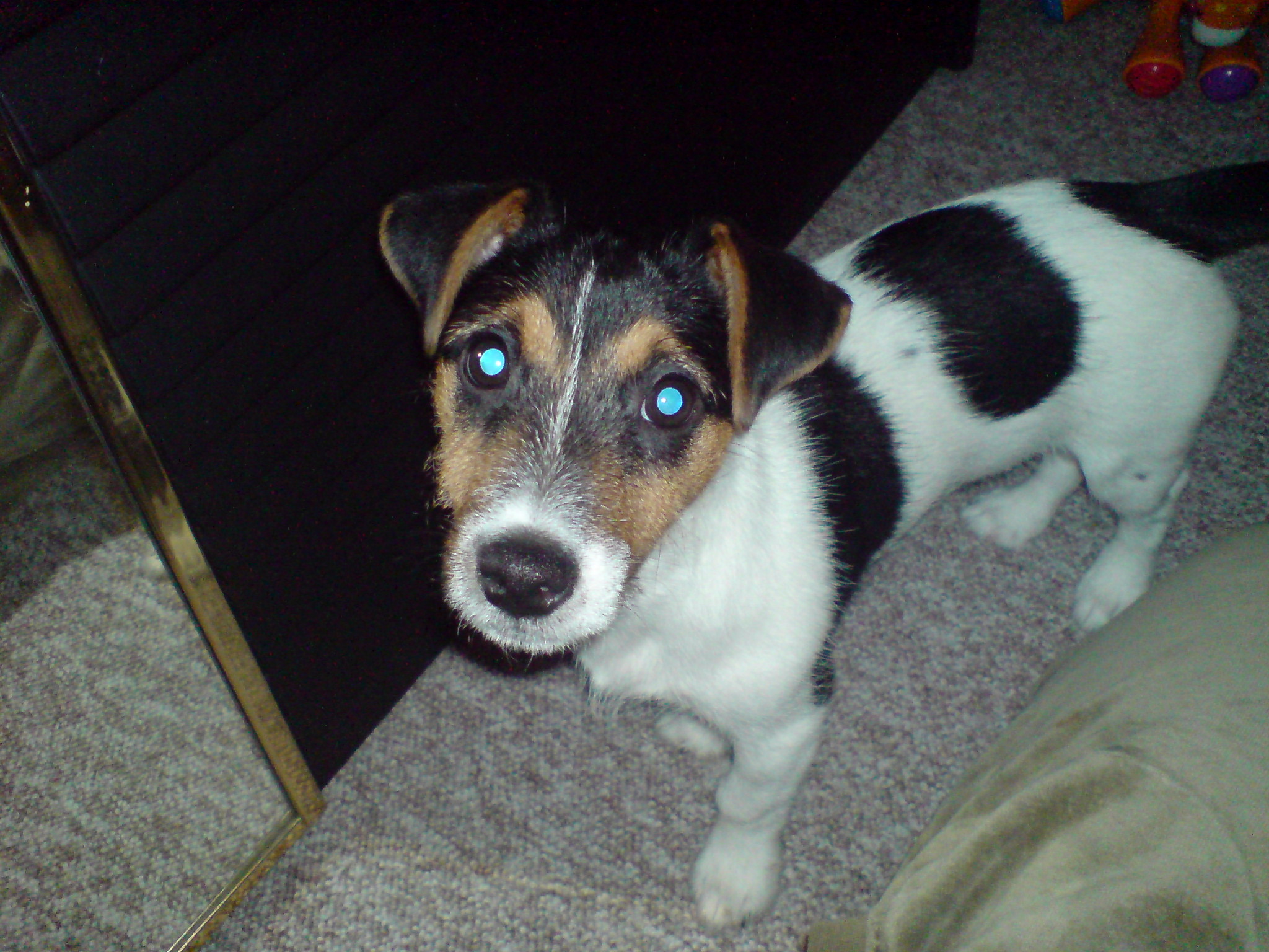 Jack Russel Terrier - Hunde - Rostock