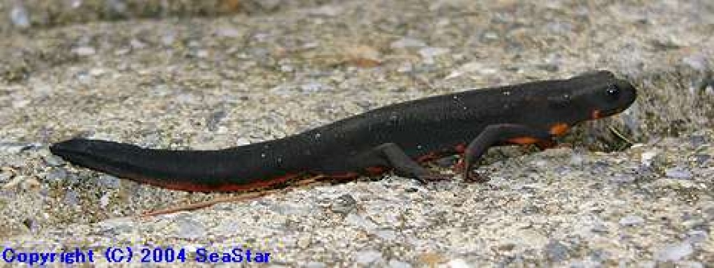 Schwertschwanzmolche-Cynops ensicauda popei - Amphibien - Wien