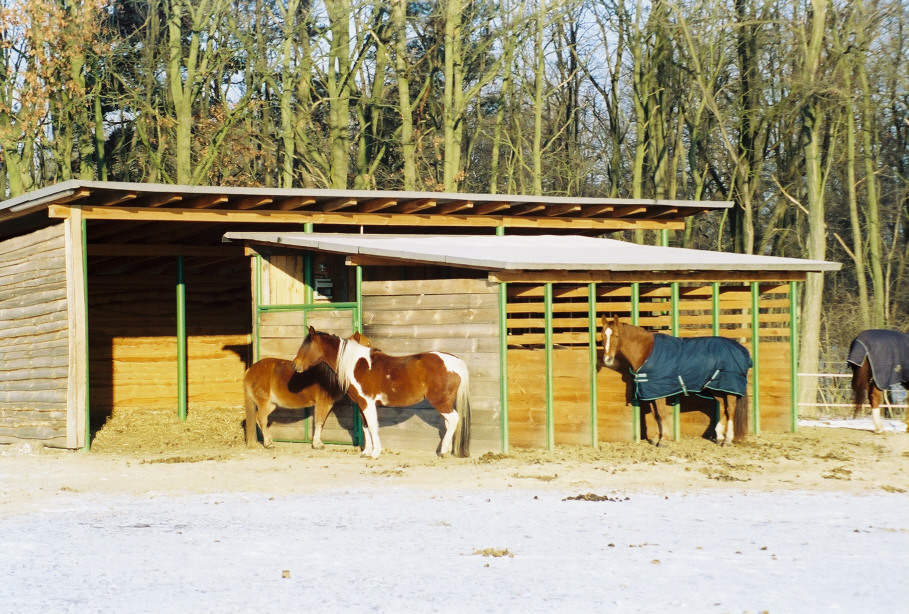 Offenstallplätze frei in gepflegter Reitanlage - Pferde - Michendorf
