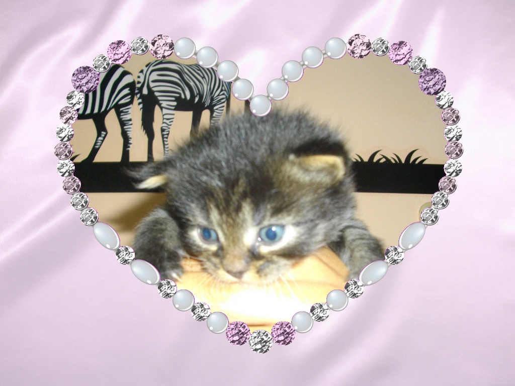 Süße Main Coon Mix Kitten Suchen Ein Zuhause - Katzen - Weiden in der Oberpfalz