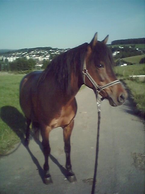 Biete reitbeteiligung an arabermix - Reitbeteiligung - gummersbach