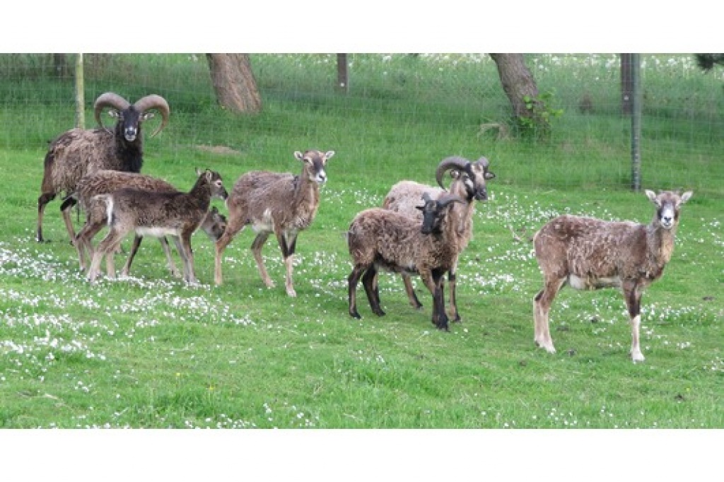 Mufflons + Kreuzungsschafe - Nutztiere - Treuen