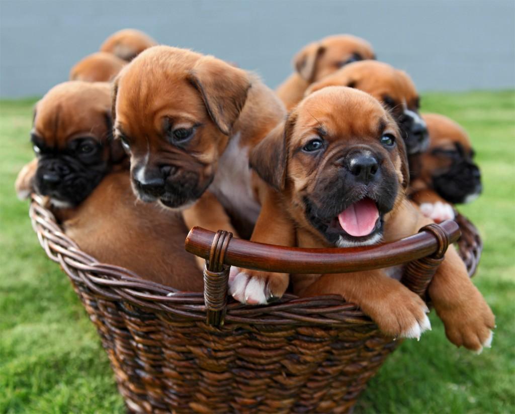 Zuckersüsse Boxer Welpen - Hunde - Anzeigen Heidelberg