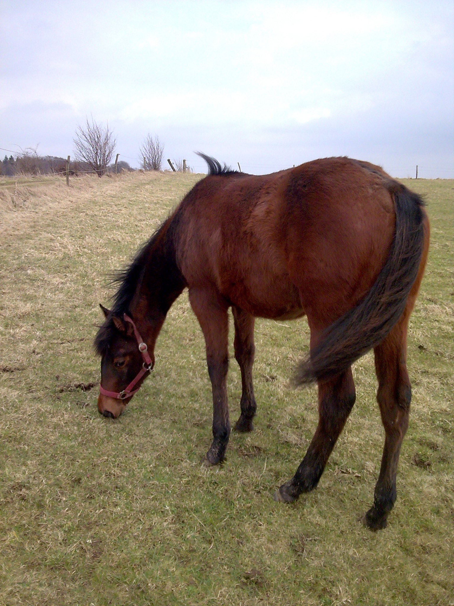 Quarter horse Jährlinsstute - Pferde - Breckerfeld