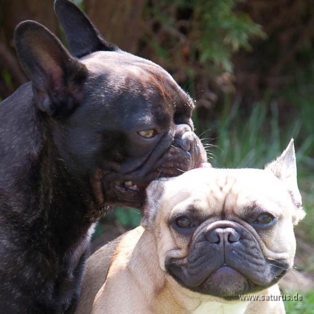Deckmeldung... Maylee & Pauli hatten ihr Date... - Hunde - Schonstett