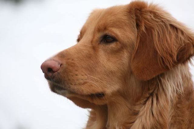 Hovawartwelpen - Hunde - Dahlewitz
