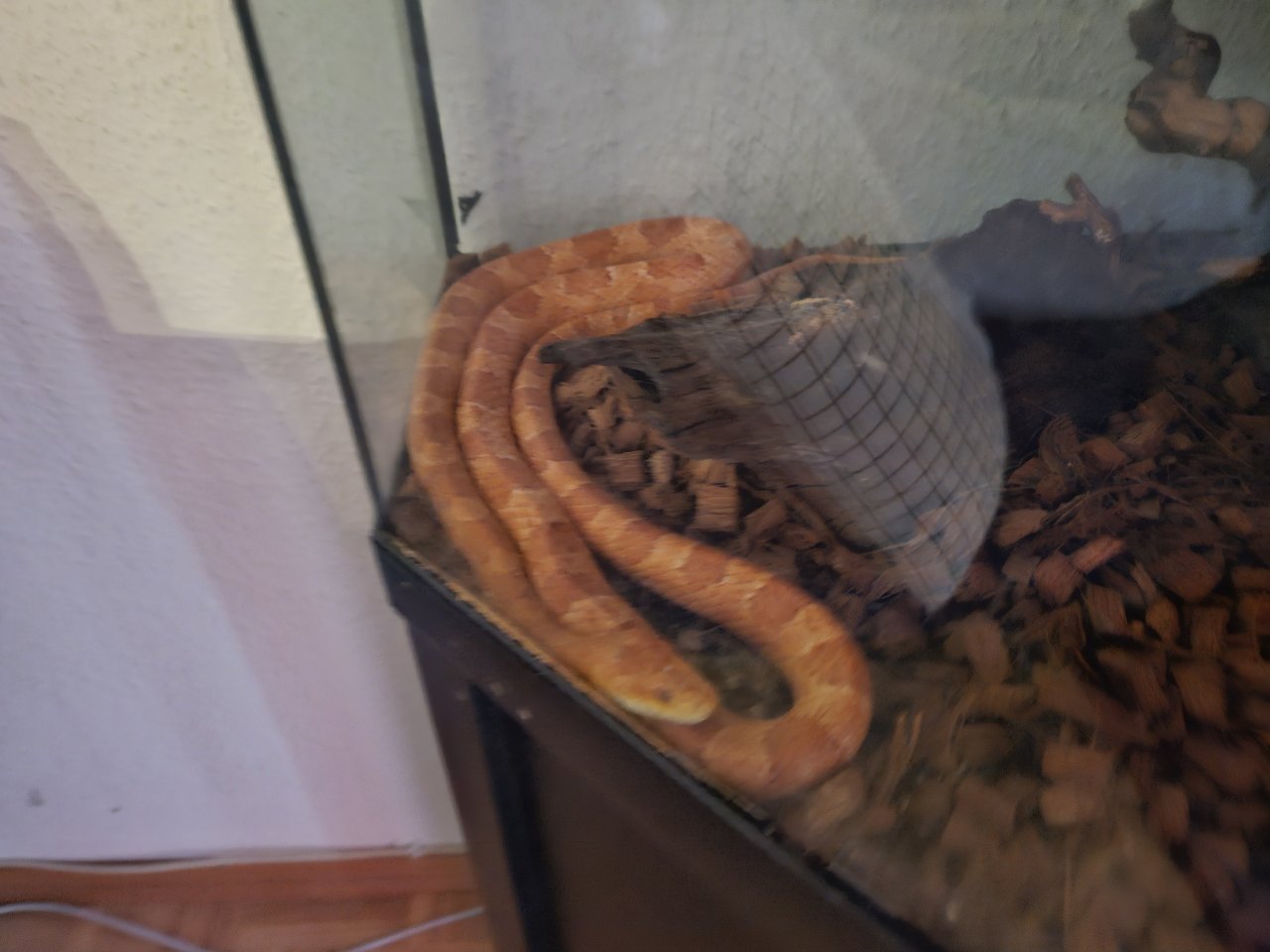 Verkaufe hier meine Kornnatter mit Terrarium und Unterschrank - Reptilien - Burghaun