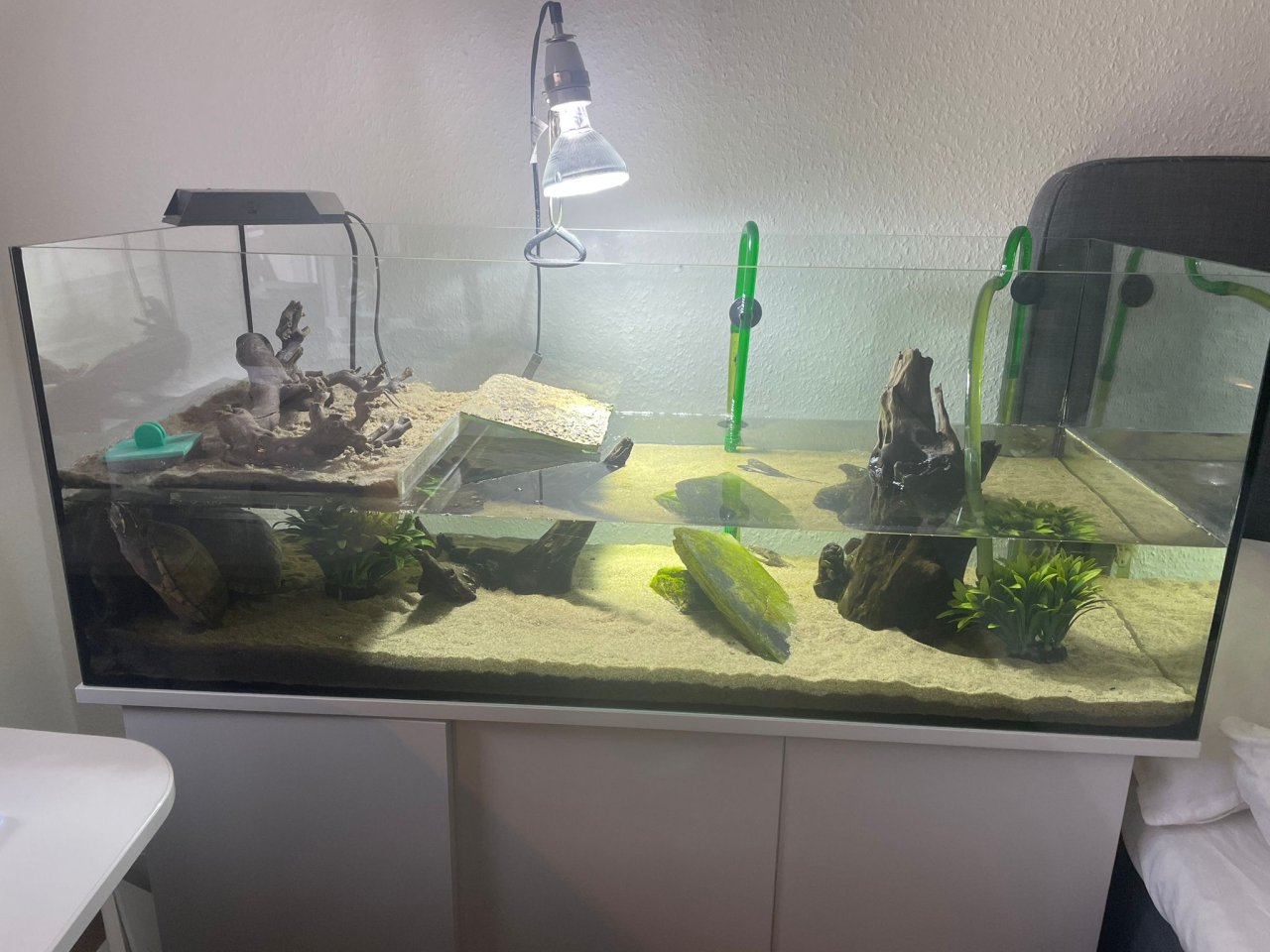 2 Wasserschildkröten mit Aquariumschrank und Zubehör - Reptilien - Ingelheim