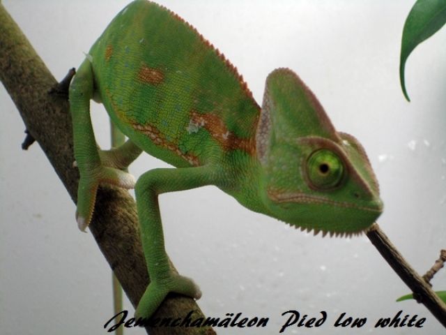 Nicole Lenz Junglefood Reptilienfachgeschäft - Reptilien - Lünen
