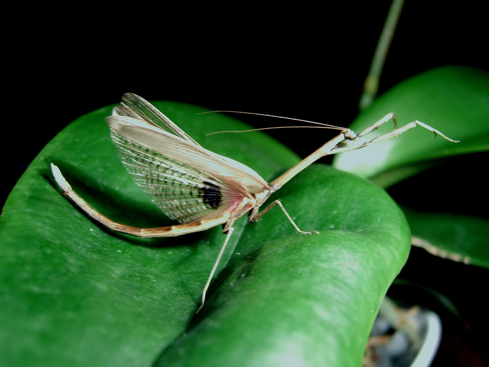 Biete Phyllocrania, Cheddikulama, Ameles, Parasphendale - Insekten - Jena